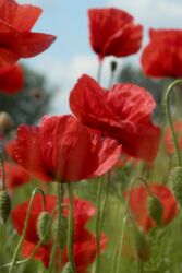 Mohnblumen